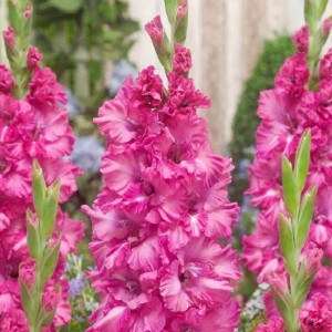 Гладиолус Грозный крупноцветковый 1 шт.   10/12